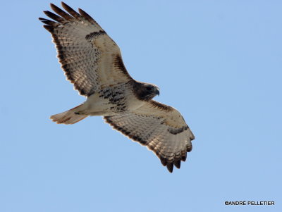 Red-tailed Hawk