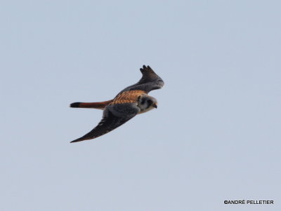 American Kestrel