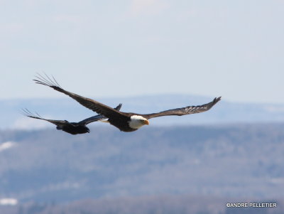 Bald Eagle vs Raven