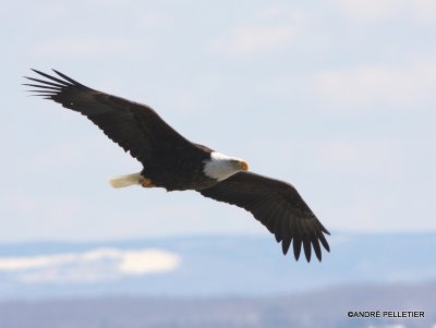 Bald Eagle