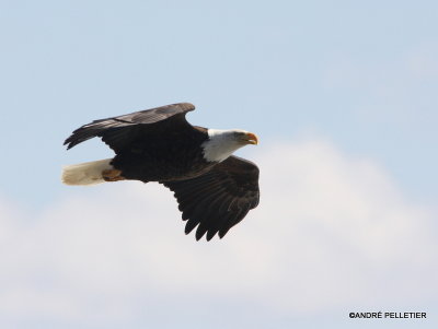 Bald Eagle
