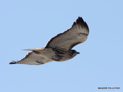 Red-tailed Hawk