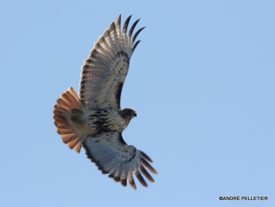 Red-tailed Hawk