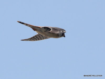 American Kestrel