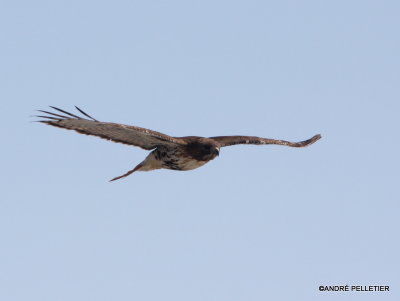 Red-tailed Hawk