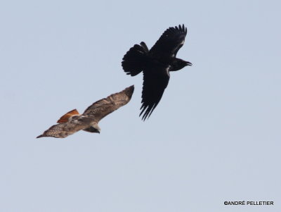 Red-tailed Hawk vs a Raven