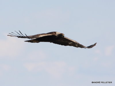 Golden Eagle