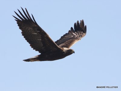 Golden Eagle