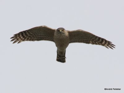 Sharp-shinned Hawk
