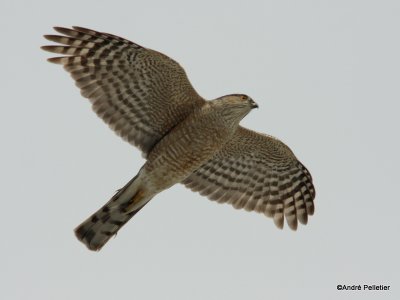 Sharp-shinned Hawk