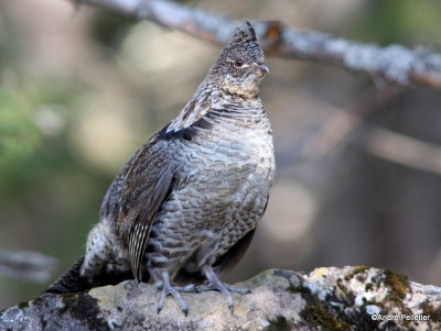 Male Ruffed Grouse (drumming sequence)