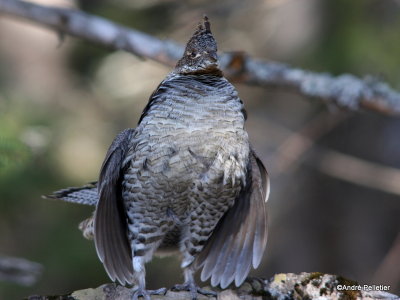 Male Ruffed Grouse (drumming sequence)