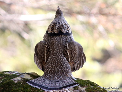 Male Ruffed Grouse (drumming sequence)