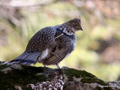 Male Ruffed Grouse (drumming sequence)