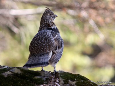 Male Ruffed Grouse (drumming sequence)