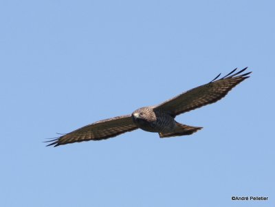 Broad-winged Hawk