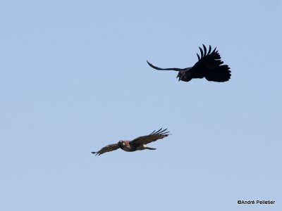 Red-tailed Hawk vs Raven