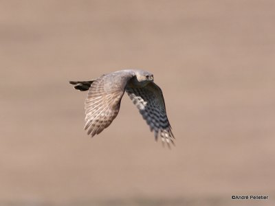 Sharp-shinned Hawk / pervier brun