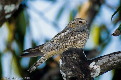 Lesser Nighthawk