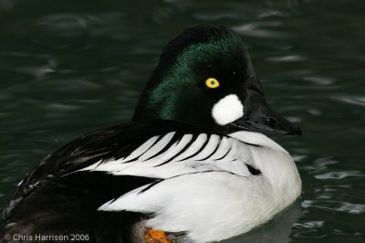 Common Goldeneye