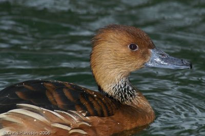 Fulvous Whistling-Duck