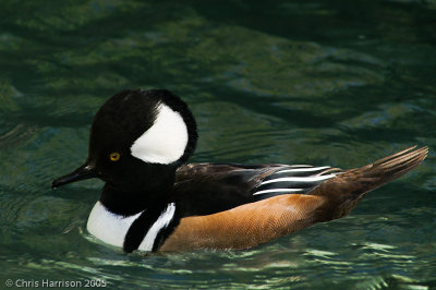 Hooded Merganser