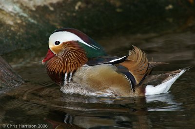 Mandarin Duck