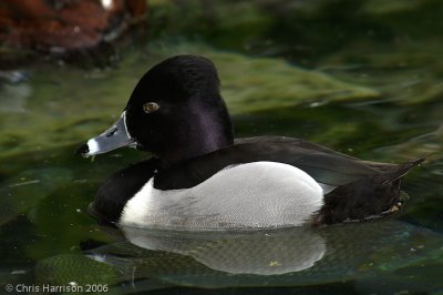 Ring-necked Duck