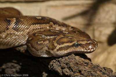 Python anchietaeAngolan Python