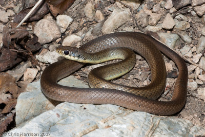 Coluber constrictor oaxacaeMexican Racer