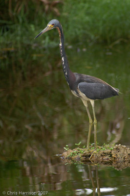 Tricolored Heron