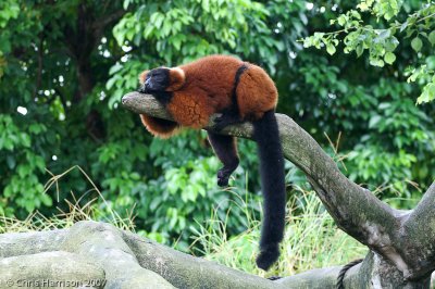 <b>Red Ruffed Lemur</b><br><i>Varecia rubra</i>