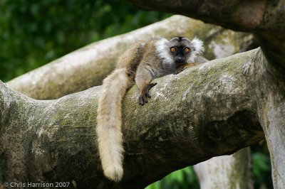 Brown LemurEulemur fulvus