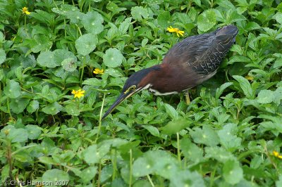 Green Heron