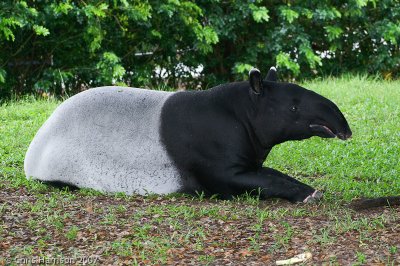 <b>Malayan Tapir</b><br><i>Tapirus indicus</i>