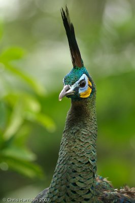 Javan (Green) Peafowl