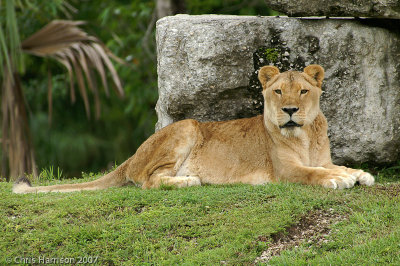 LionPanthera leo