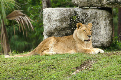 LionPanthera leo