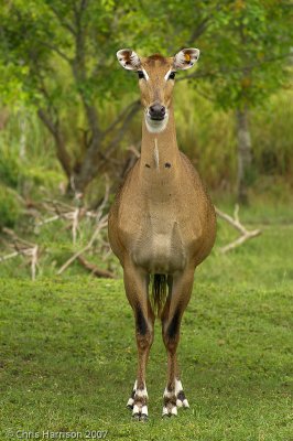 Nilgai - femaleBoselaphus tragocamelusMiami-Dade Zoo