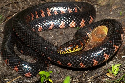 Farancia abacura abacuraEastern Mudsnake