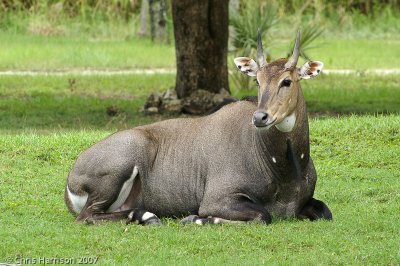 NilgaiBoselaphus tragocamelusMiami-Dade Zoo