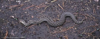 Crotalus triseriatusMexican Dusky Rattlesnake