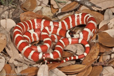 Lampropeltis pyromelanaArizona Mountain Kingsnake