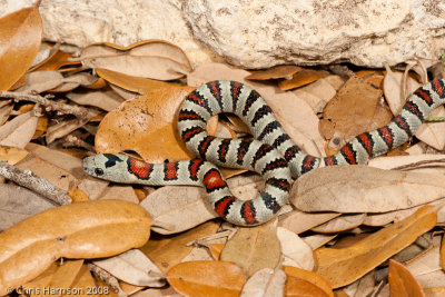 Lampropeltis greeriDurango Mountain Kingsnake