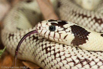 Lampropeltis californiaeCalifornia Kingsnake