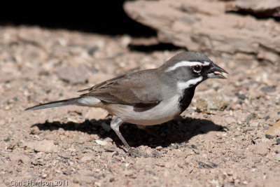 Black-throated Sparrow<br>South Llano River State Park