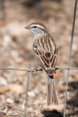 Chipping Sparrow<br>South Llano River State Park