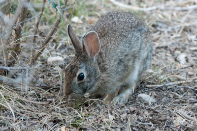 <b>Cottontail</b><br><i>Sylvilagus</i> sp.<br>South Llano River State Park