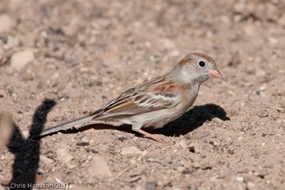 Field Sparrow<br>South Llano River State Park