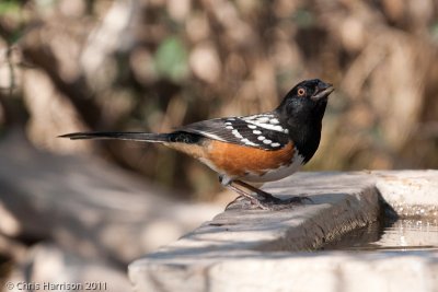Spotted TowheeSouth Llano River State Park